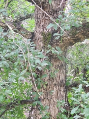 Quercus sinuata sinuata