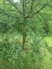 Quercus sinuata sinuata