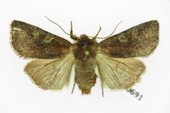 Cerastis leucographa