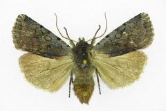 Cerastis rubricosa