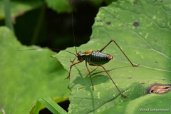 Barbitistes constrictus