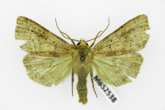 Diarsia mendica