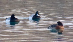 Aythya marila