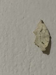 Antepione thisoaria