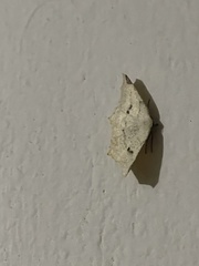Antepione thisoaria