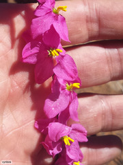 Ixia scillaris scillaris