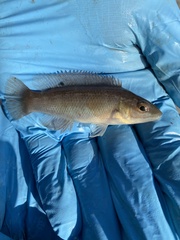 Tautogolabrus adspersus