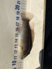 Tautogolabrus adspersus