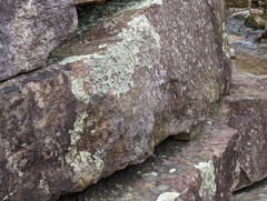 Xanthoparmelia plittii