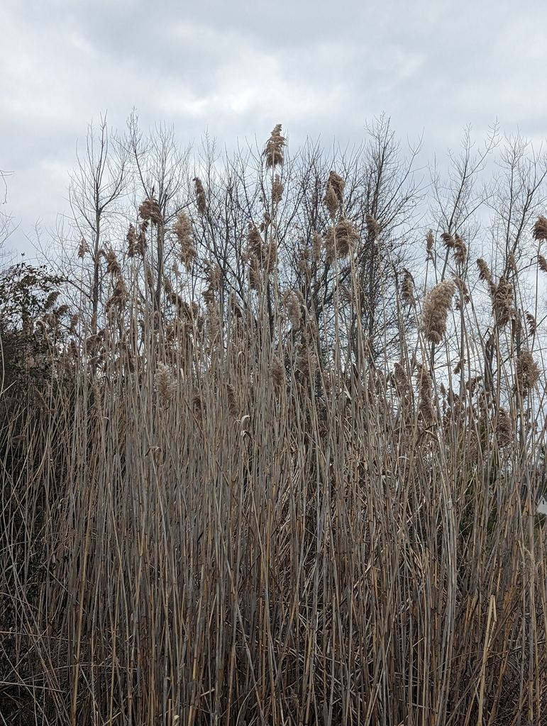 European reed from Laurel, DE 19956, USA on February 9, 2023 at 11:04 ...