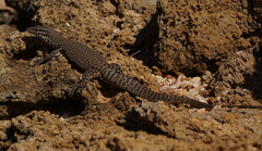 Varanus acanthurus