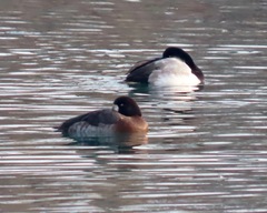 Aythya marila