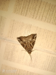 Hypena laceratalis