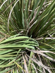 Dierama galpinii