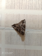 Hypena laceratalis