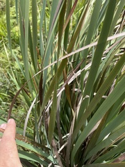 Dierama galpinii
