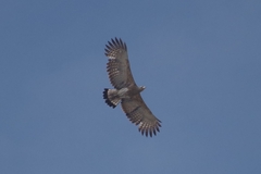 Haliaeetus ichthyaetus