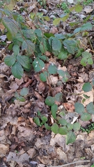 Rubus fruticosus