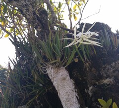 Brassavola nodosa