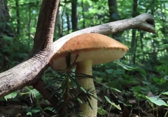 Leccinum albostipitatum