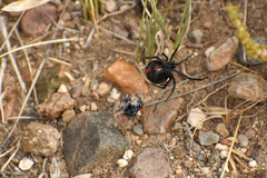 Latrodectus mirabilis