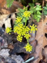 Tauschia texana