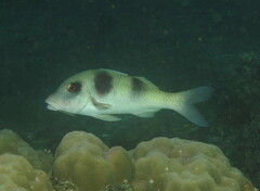 Parupeneus crassilabris