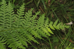 Athyriaceae