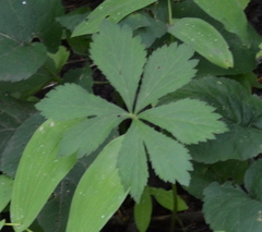 Anemonoides quinquefolia