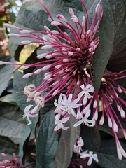 Clerodendrum quadriloculare