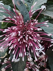 Clerodendrum quadriloculare