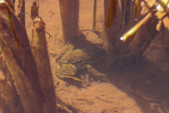 Pelophylax saharicus