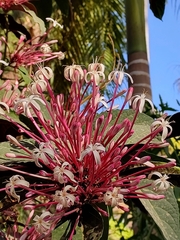 Clerodendrum quadriloculare