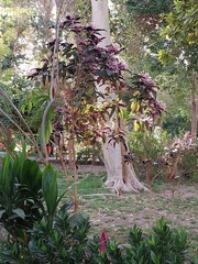 Clerodendrum quadriloculare