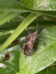 Elasmopoda valga
