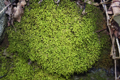 Pseudanomodon attenuatus