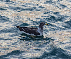 Larus belcheri