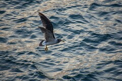 Larus belcheri