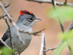 Coryphospingus pileatus