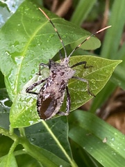 Elasmopoda valga