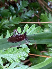 Elasmopoda valga
