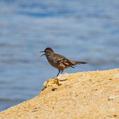 Cinclodes taczanowskii