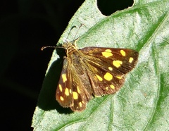 Metisella metis