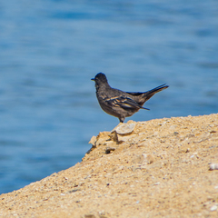 Cinclodes taczanowskii