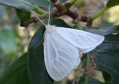 Rhodometra sacraria