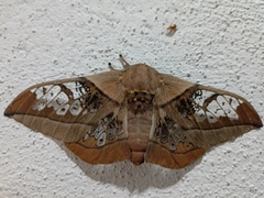 Neorcarnegia basirei
