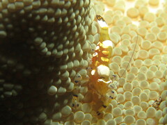 Ancylocaris brevicarpalis