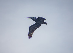 Pelecanus thagus