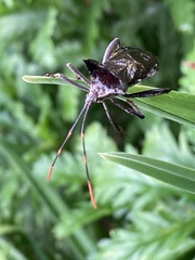 Elasmopoda valga