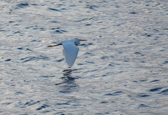 Egretta thula